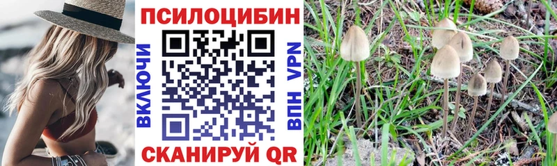 Купить  Курчатов  Псилоцибиновые грибы мицелий 